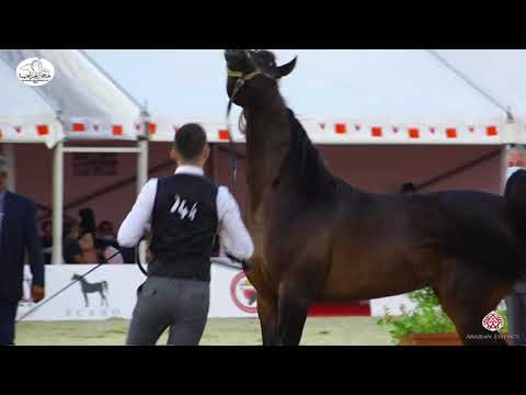 N 144 D JAD   Bahrain National Day 2020   Stallions 7+ Years Old Class 10