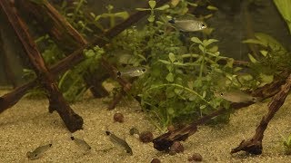 Hyphessobrycon elachys and Corydoras hastatus - July 2017