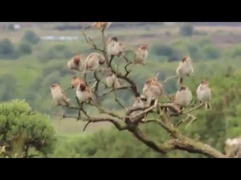 Young Tree Sparrows - June 2020 thumbnail