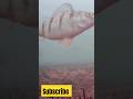 Video Thumbnail for Yellow perch ?  #shorts #fishing #like