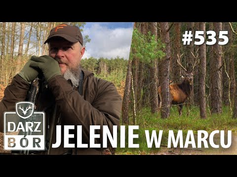 Darz Bór odc 535 Jelenie w Marcu. Komu zależy na edukacji- pytanie do klubu Posokowca.
