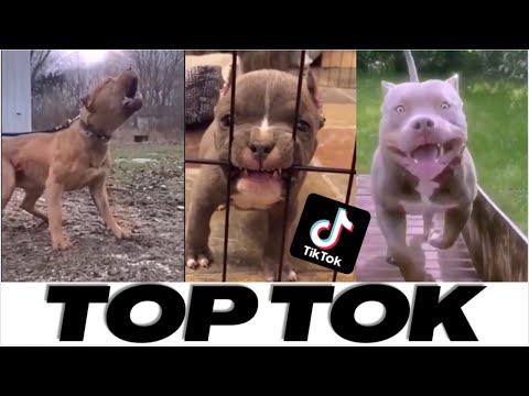Pitbull Badass And Cute COMPILATION !!! 😍😍😍