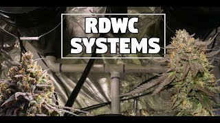 Thumbnail for video: RDWC System Build  - DIY Recirculating Water Culture