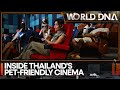 Thai Cinema Goes Pet Friendly Residents Can Now Watch Movie With Their Fur Babies World DNA