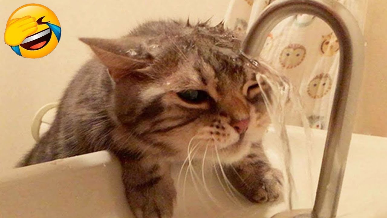 笑ったら負け 😍 2025 年の最も面白い猫と犬の動画 😻🐶 パート 4