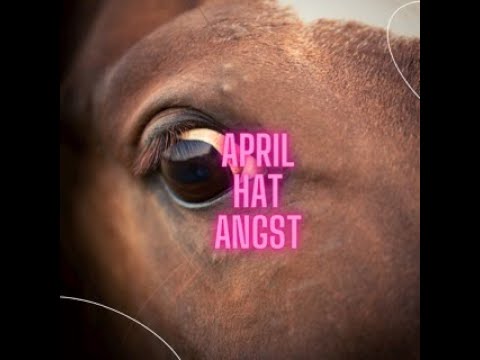 Stute lässt sich nicht anfassen - 7 Trainings später...