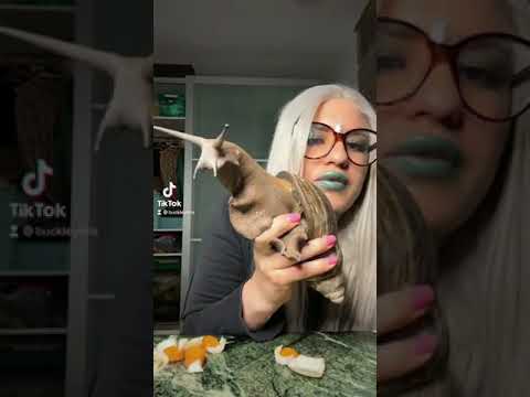 Ahmed has no ears #snails #shorts #snails