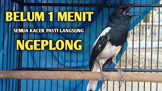 Download lagu Suara burung Kacer ngeplong ini sangat ampuh untuk pancingan Kacer agar cepat ngeplong mp3