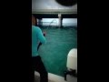 Fishing morena eel in key biscayne bridge 