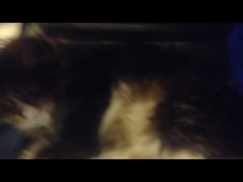 samantha is under the bed!