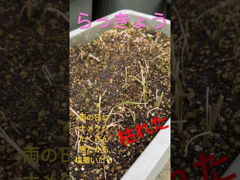 庭に塩をまくと植物にとって有益ですか？