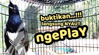 Download lagu KACER KONSLET ini sungguh AMPUH untuk TERAPI KACER agar mudah ngePlaY mp3 Download lagu KACER KONSLET ini sungguh AMPUH untuk TERAPI KACER agar mudah ngePlaY mp3