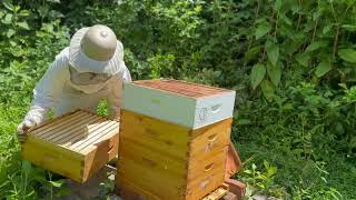 Episode 109 - Checking on the Cariani Beehive Mid June