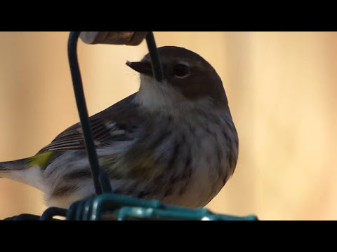 nature in my backyard episode 263 (HD)