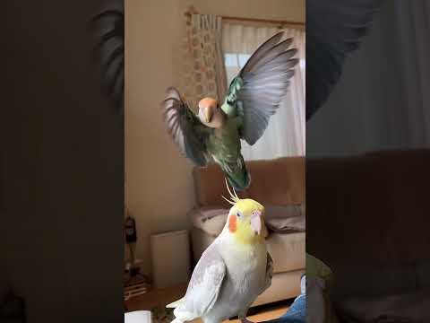 コザクラインコ