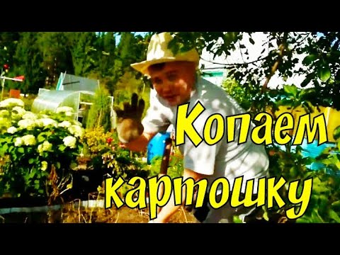 Копаем картошку