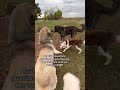 Our border collie gives our 170 lb livestock guardian dogs the cow dog treatment👀👀👀