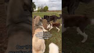 Our border collie gives our 170 lb livestock guardian dogs the cow dog treatment👀👀👀