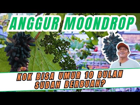 BOOM‼️ KULIK CARA MEMBUAHKAN ANGGUR MOONDROP UMUR 10 BULAN ANGGUR SULTAN DIKEBUN SULTAN GRAPE GARDEN