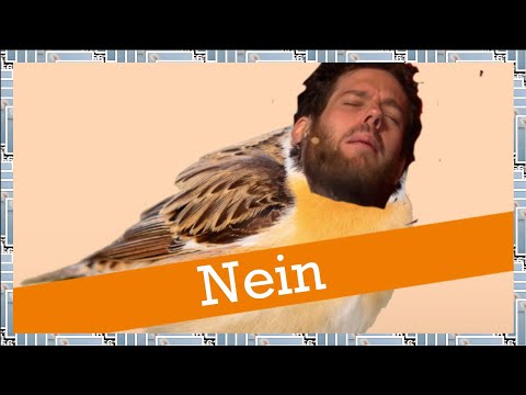 Mein Haar für Gibraltar - Just Chatting