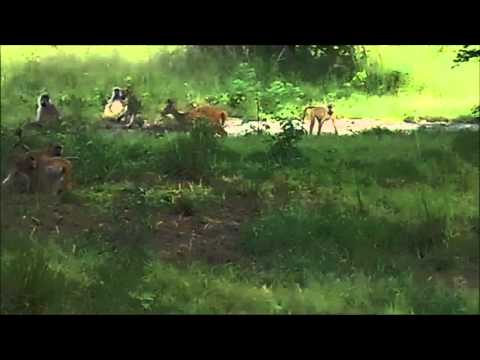 Wild impalas and baboons