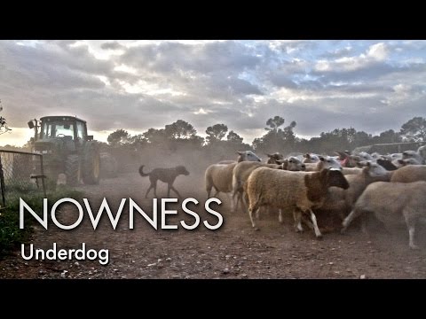 Triumph of the Underdog