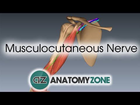 Musculocutaneous Nerve 