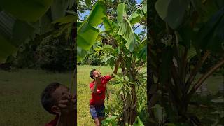 Download lagu pikat burung perkutut di pohon pisang #shortvideo mp3 Download lagu pikat burung perkutut di pohon pisang #shortvideo mp3