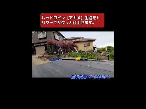 フォティニアレッドロビンの生垣剪定を保存する方法