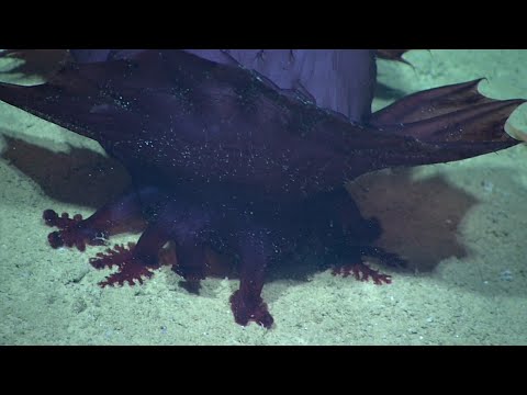 EX 1711 Dive 11 KC560/603 Bottom Dec 13 2017