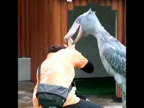 bird attack on girl #short #attack #viral #2021