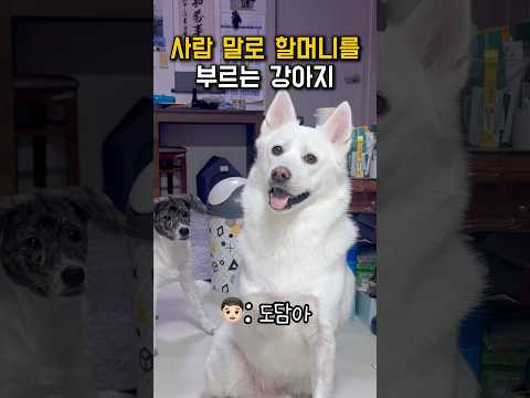 사람 말로 할머니를 부르는 강아지 #shorts