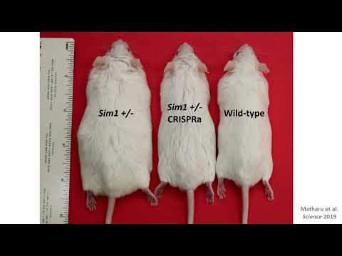 Using CRISPR Activation to Address the Genes Outside of UBE3A for Individuals with Deletions