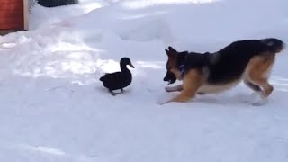 Dog and duck playing