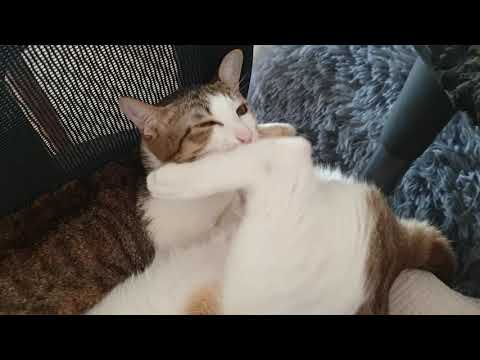 Cat love licking other cats ass?