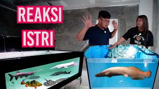 PERTAMA KALI ISTRI LIAT MARKAS IKAN PREDATOR JAMM VLOG DAN KACA MEGATANK SEHARGA MOBIL LCGC