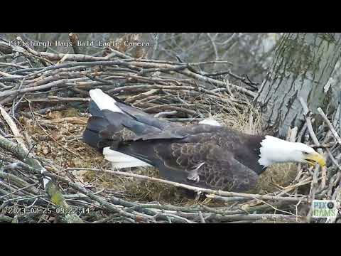 Hays Eagles Dad brings Huge Clump of Grass and Places it on Mom s Head 2023 02 25 921AM