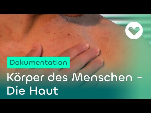 Körper des Menschen - Die Haut