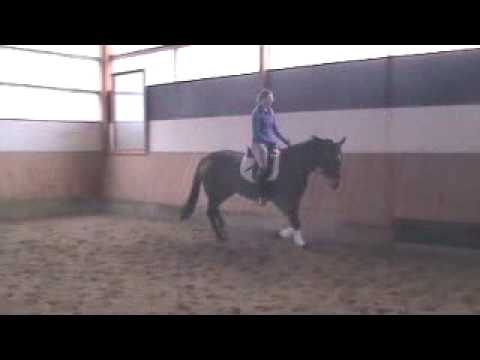 Mare from Royal Angel