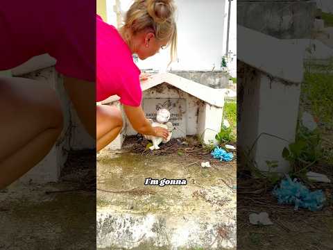 Cleaning A Baby’s Grave For Free