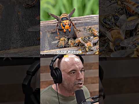 BRUTAL Bee vs Hornet Battle 🤯 Joe Rogan