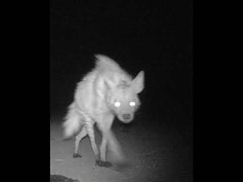 Igor Bidi - Hienas (Prod. TerrorDosBeats)