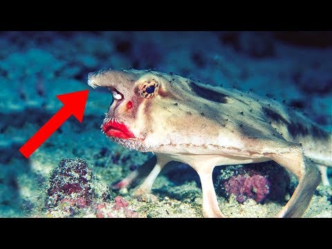 Galapagos Islands' Most Bizarre Creatures!
