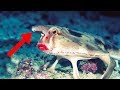 Galapagos Islands Most Bizarre Creatures