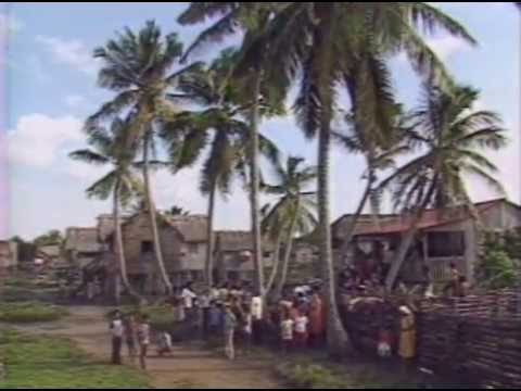 Miracle In The Jungle