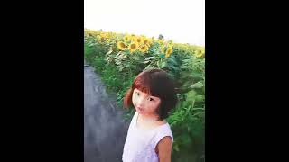 ひまわりの迷路