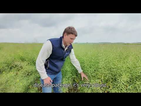 Why Grow HEAR OSR? Agronomic & Market Advantages Over '00' OSR