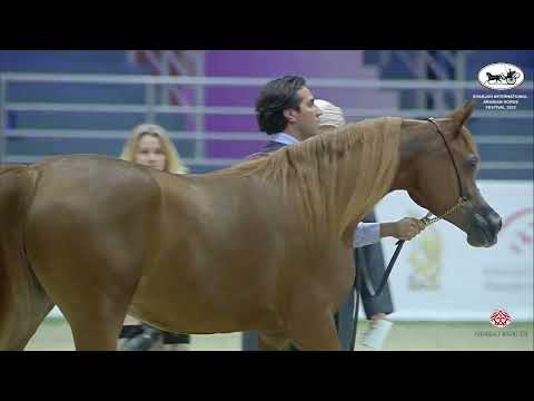 N 56 D SAMAHAH   Sharjah International Arabian Horse Festival 2022   Fillies 2 Years Old Section A C