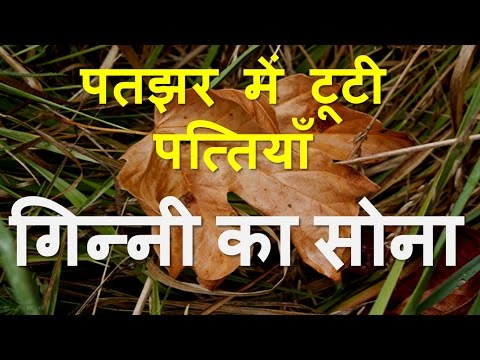 Pathjhad ki Patiya one - ginni ka sona Summary Question 
