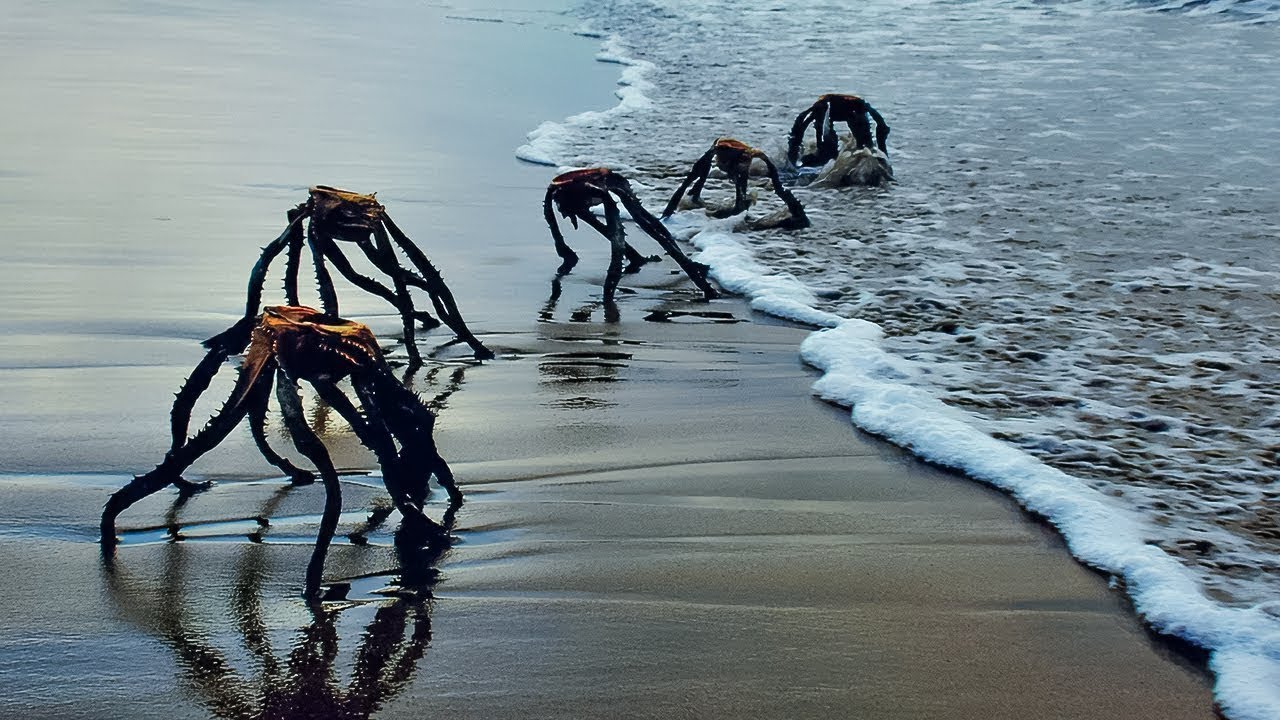 Interesting Animal Moments Filmed On The Beach